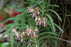 Vanda tessellata